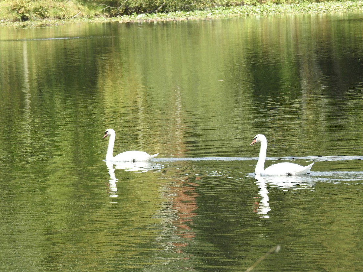 Cygne tuberculé - ML642109554
