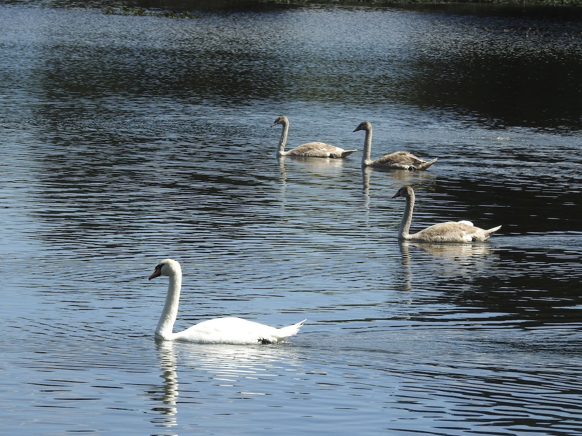 Cygne tuberculé - ML642109555