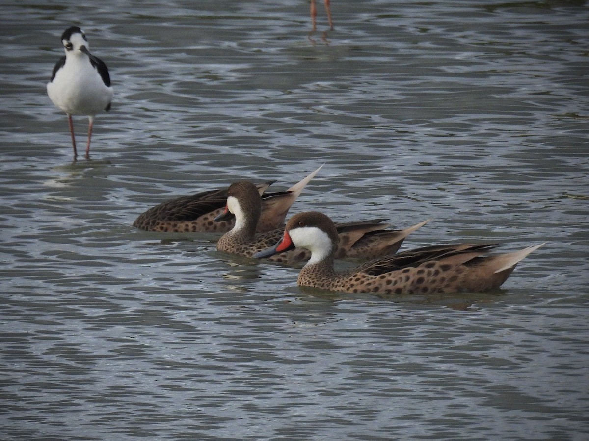 White-cheeked Pintail - ML642109597