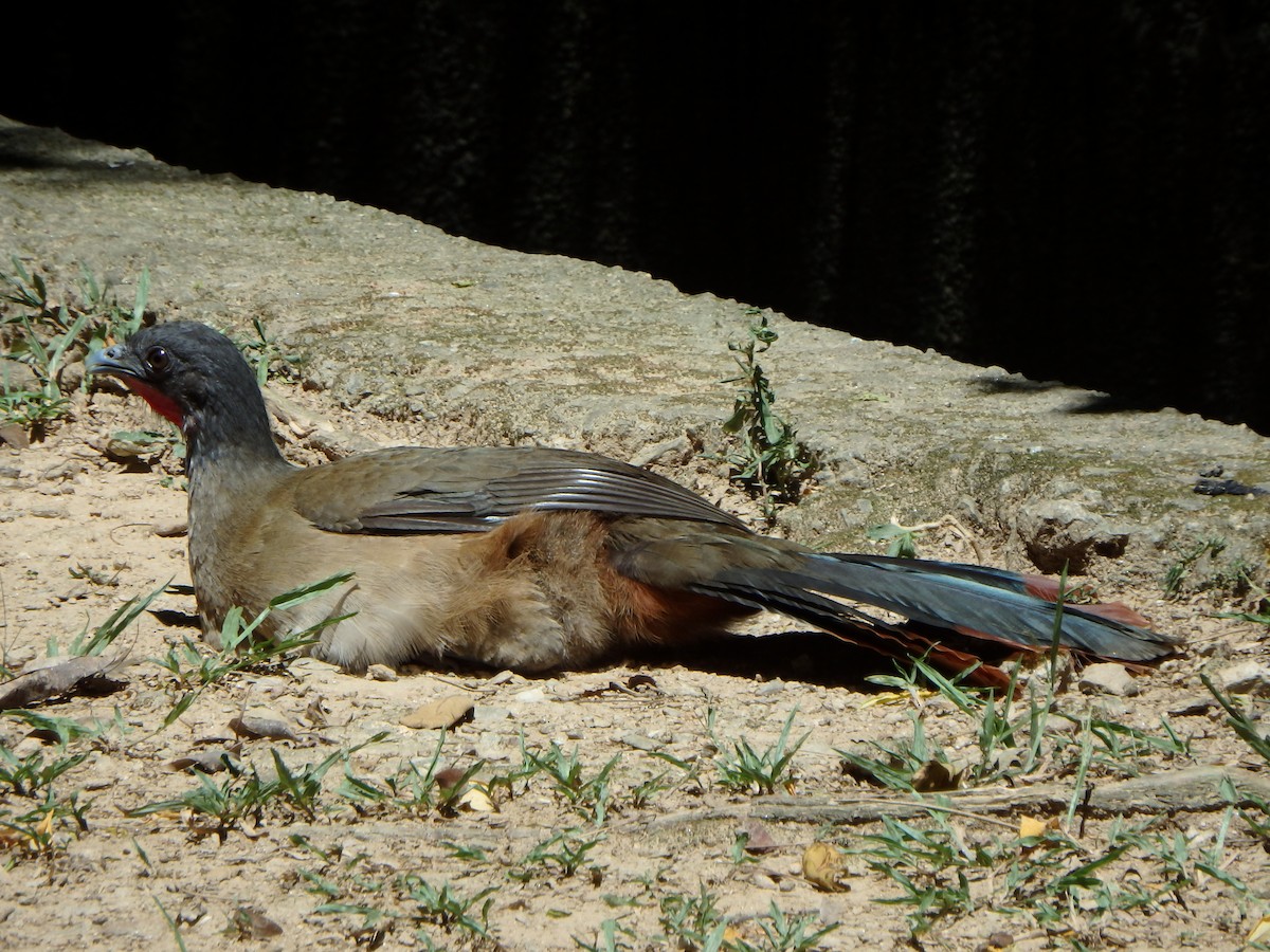 Rufous-vented Chachalaca - ML642109603
