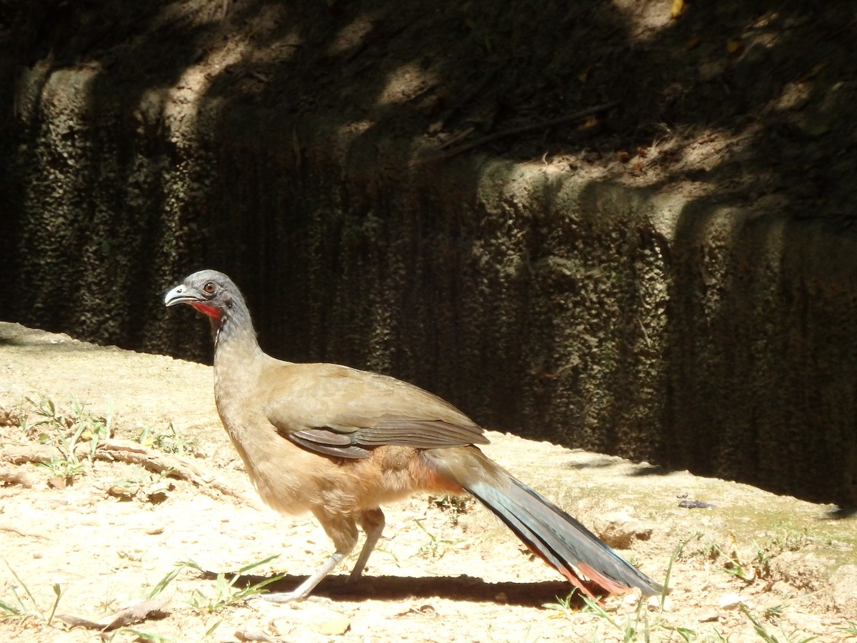 Rufous-vented Chachalaca - ML642109607