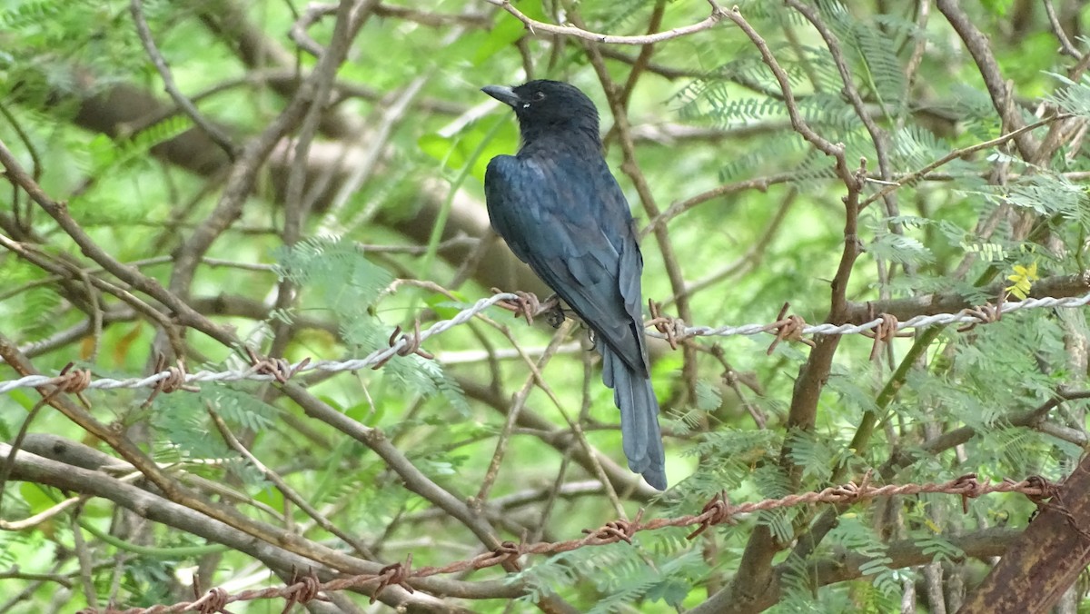 Drongo royal - ML642109608