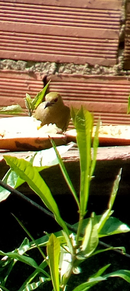 Palm Tanager - ML642109620