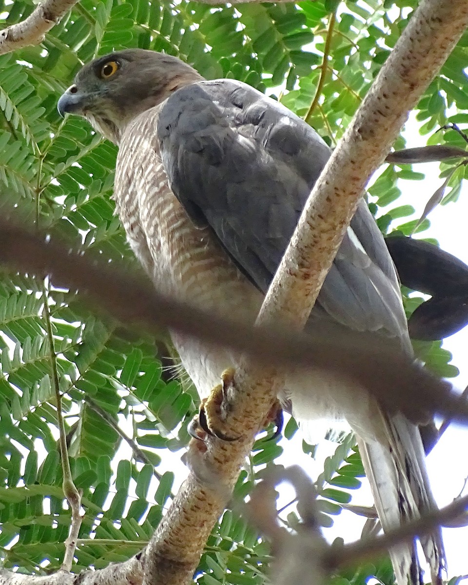 Épervier shikra - ML642109621