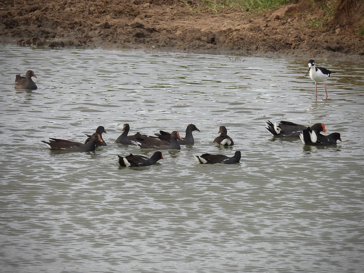 Common Gallinule - ML642109624
