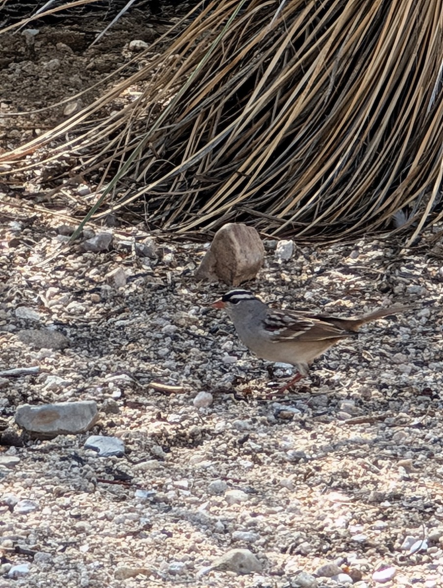 White-crowned Sparrow - ML642109635