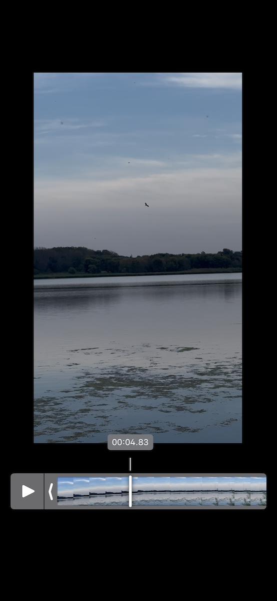 Osprey - ML642109640