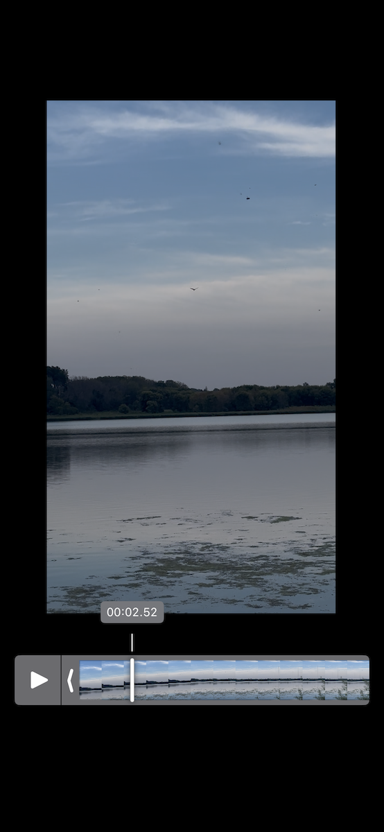 Osprey - ML642109641