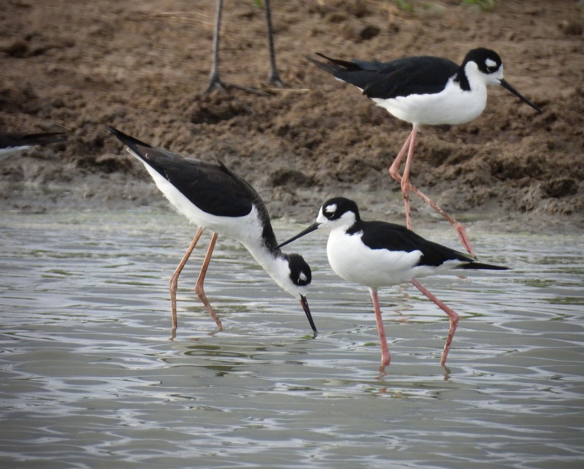Black-necked Stilt - ML642109645