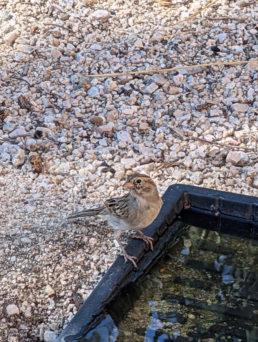 Brewer's Sparrow - ML642109652