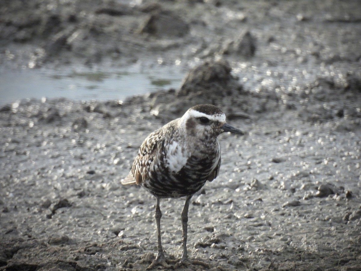 American Golden-Plover - ML642109659