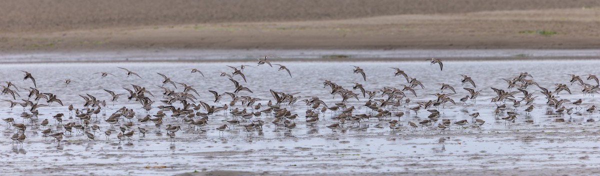 Western Sandpiper - ML642109670