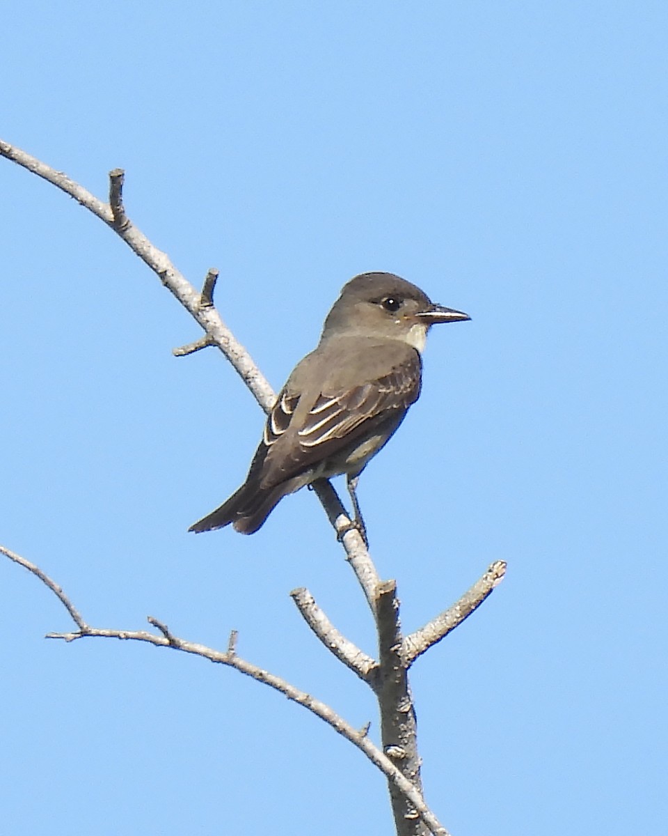 Olive-sided Flycatcher - ML642109675