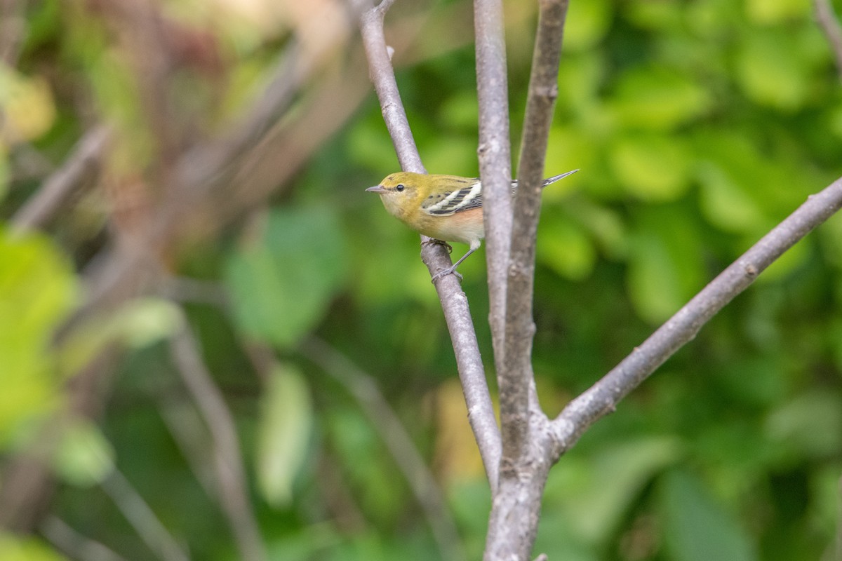 Bay-breasted Warbler - ML642109704