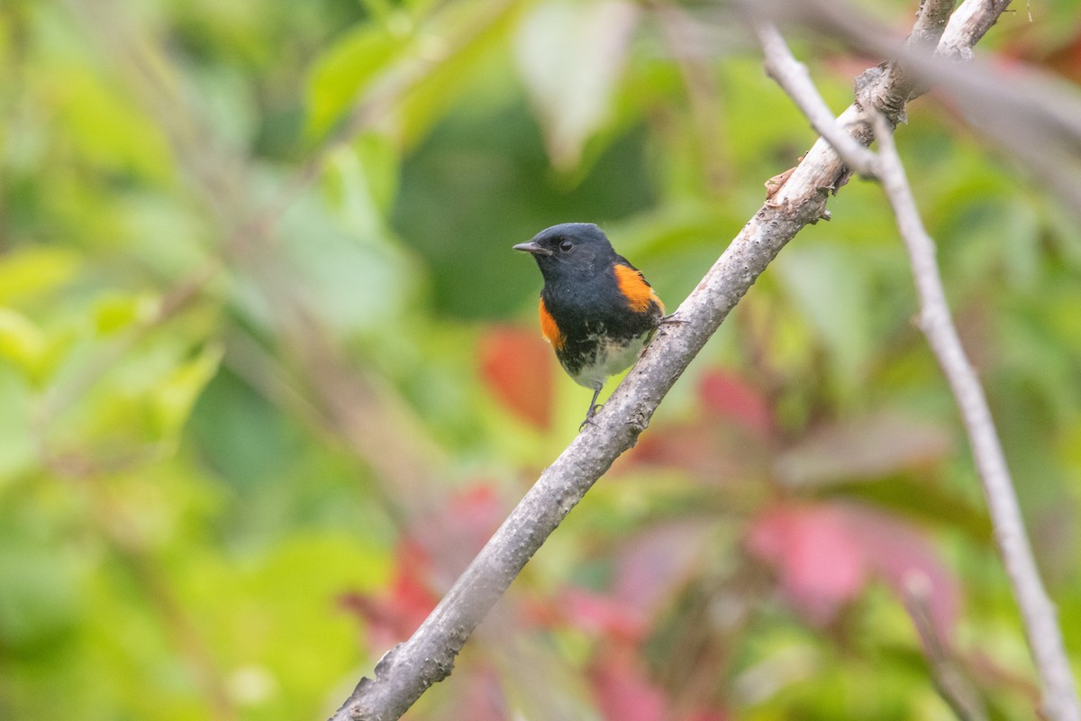 American Redstart - ML642109710
