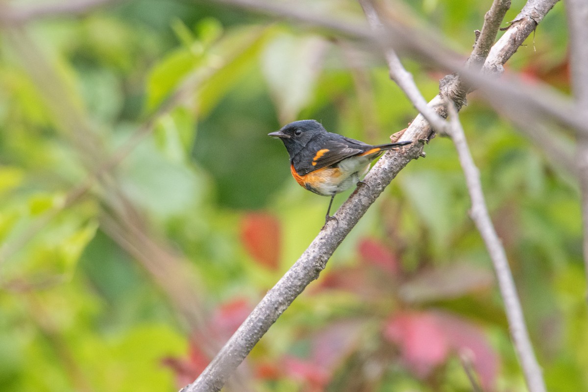 American Redstart - ML642109711