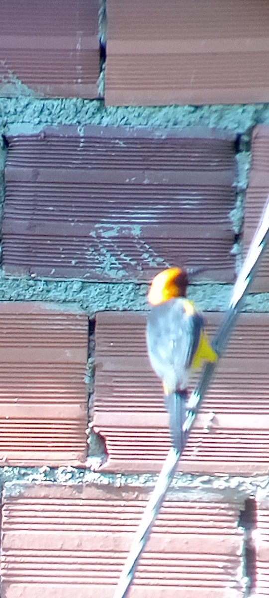 Orange-crowned Oriole - ML642109721