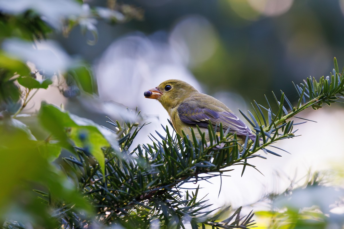 Scarlet Tanager - ML642109733