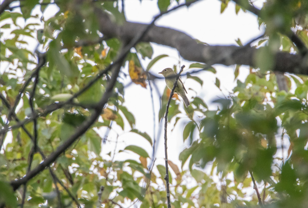 Yellow-bellied Flycatcher - ML642109739