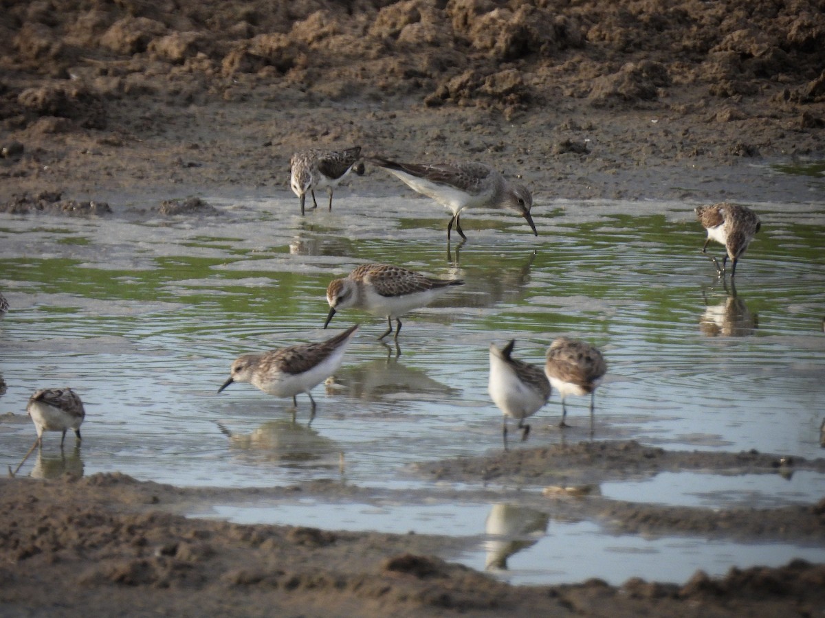 White-rumped Sandpiper - ML642109744