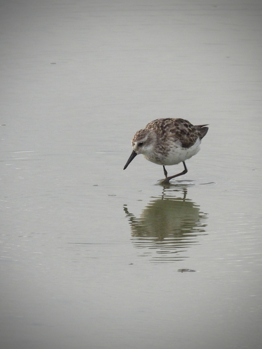 Semipalmated Sandpiper - ML642109749