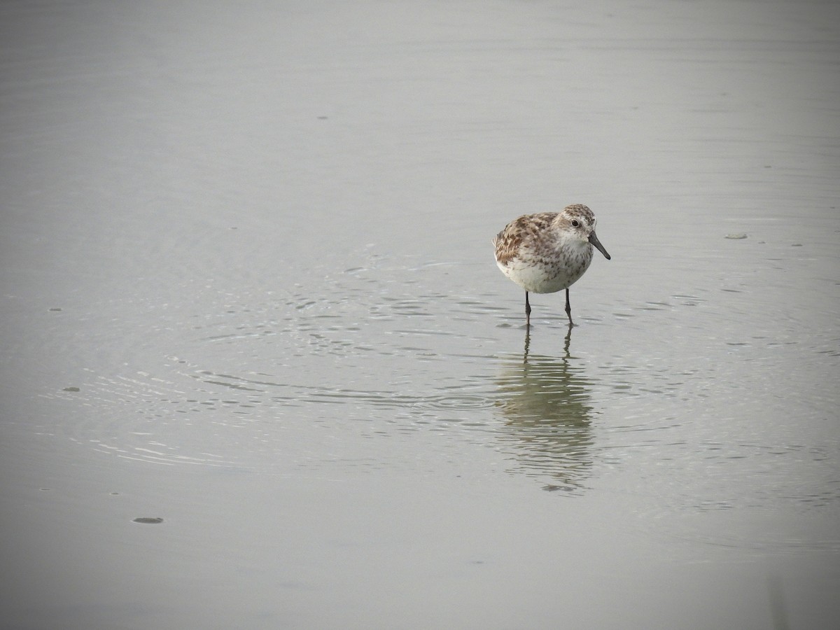 Semipalmated Sandpiper - ML642109750