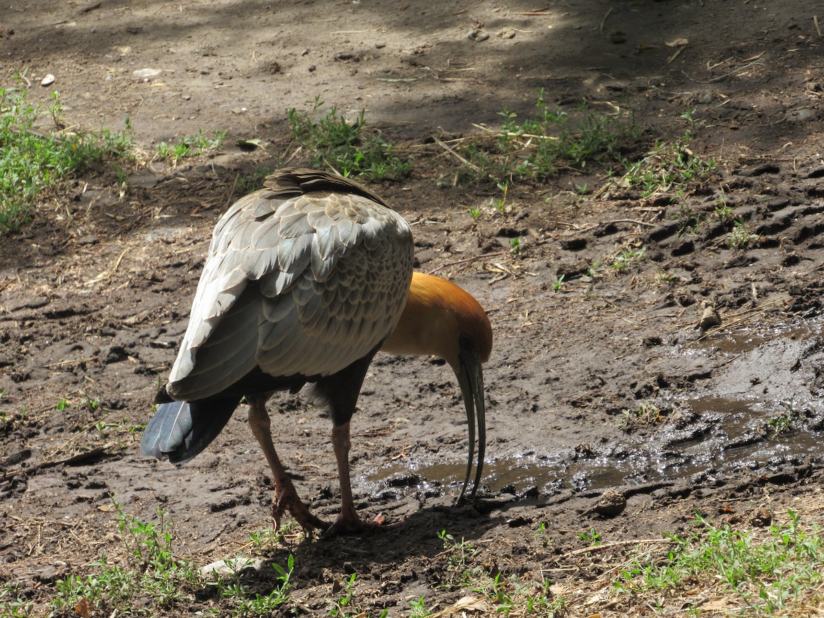 Black-faced Ibis - ML642109751