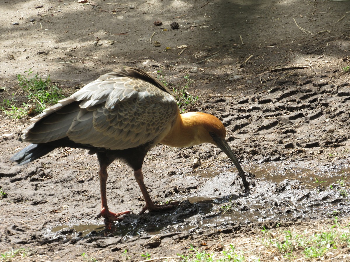 Black-faced Ibis - ML642109752