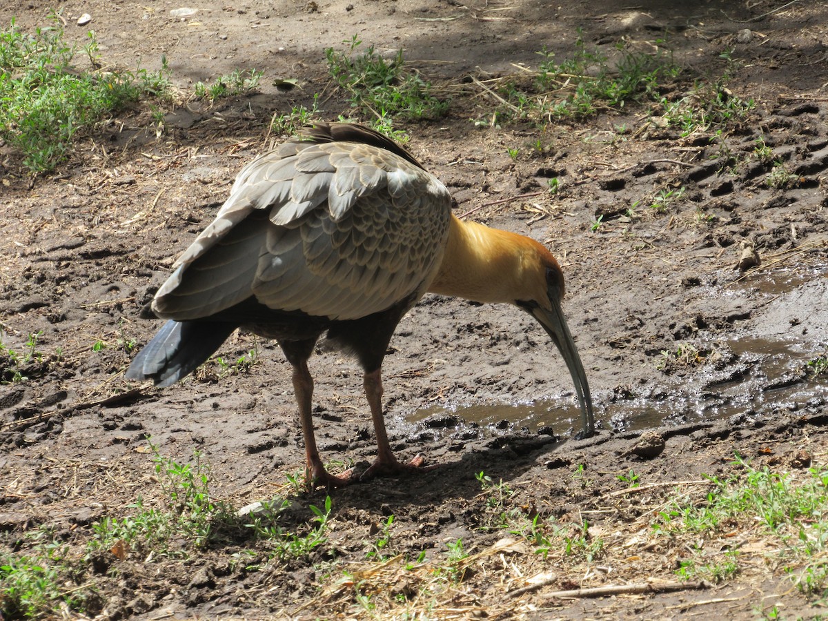Black-faced Ibis - ML642109753
