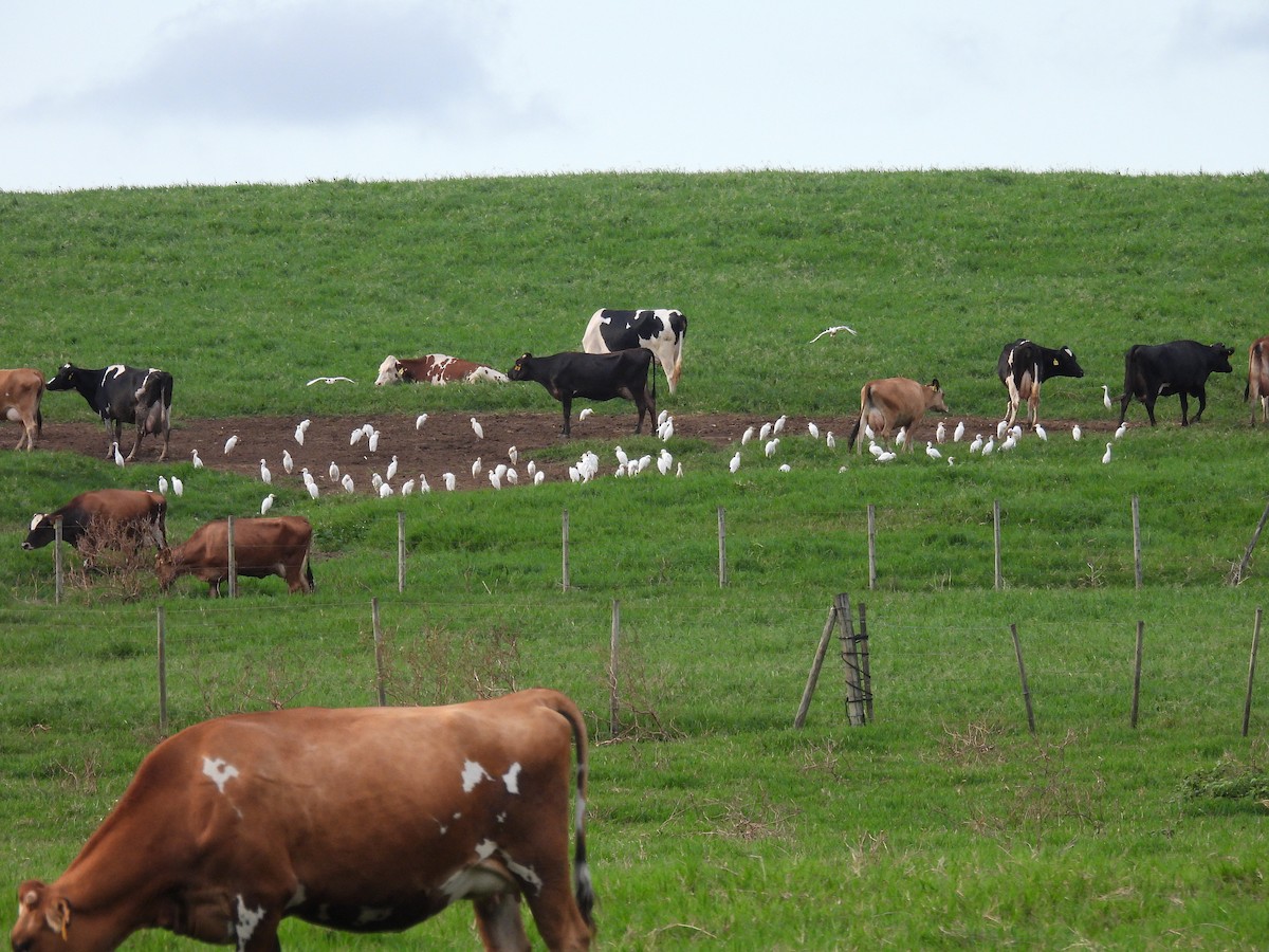 Western Cattle-Egret - ML642109765