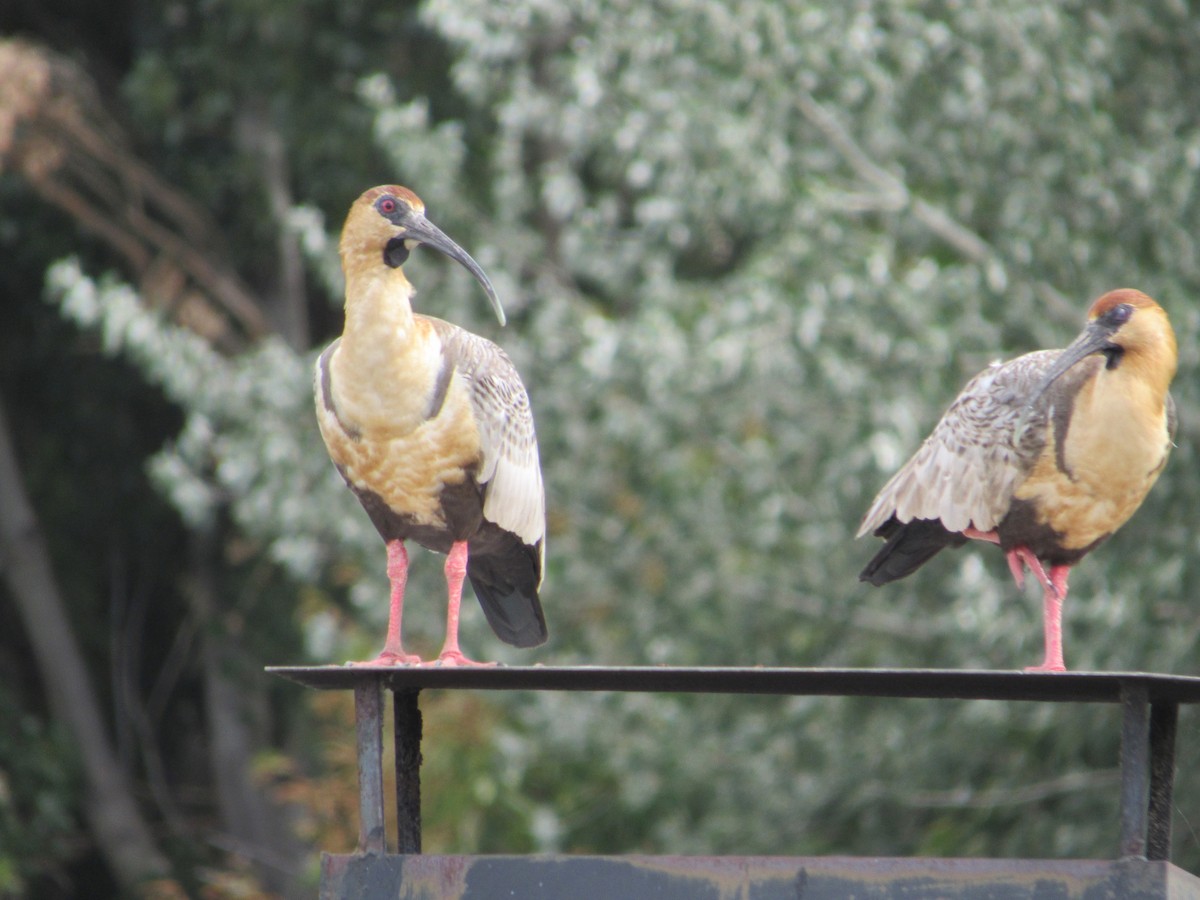 Black-faced Ibis - ML642109766