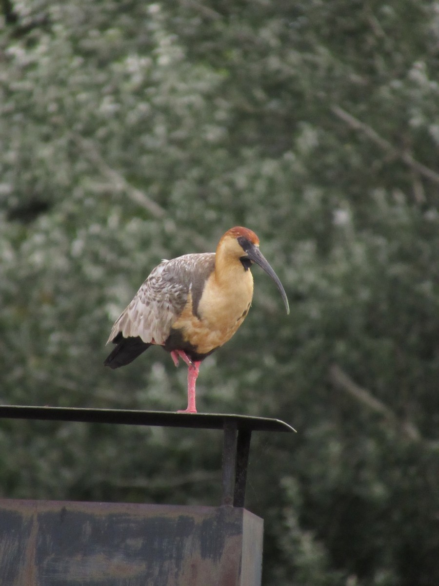 Black-faced Ibis - ML642109768