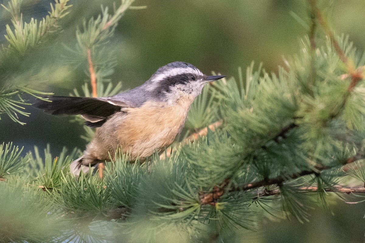 Red-breasted Nuthatch - ML642109770