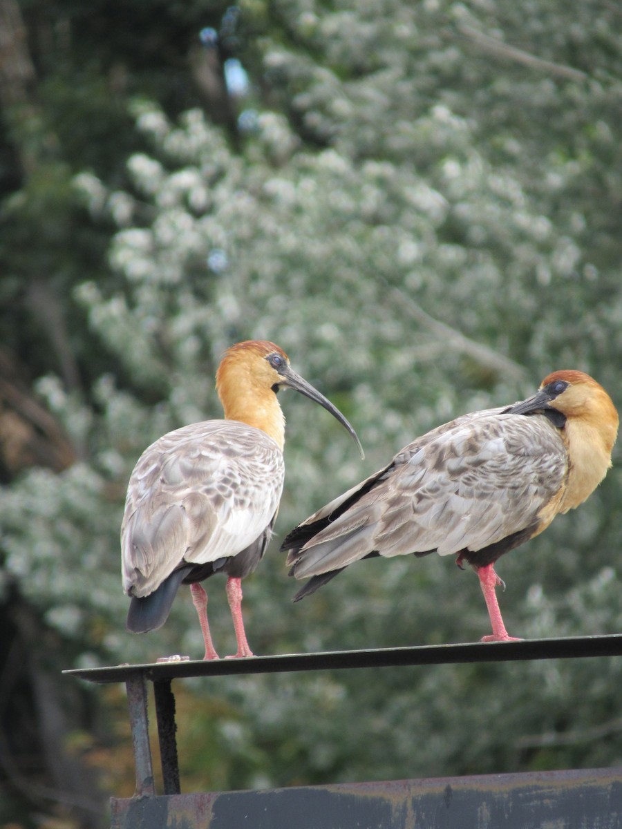 Black-faced Ibis - ML642109771