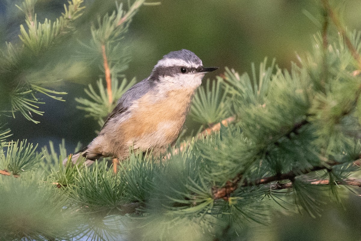 Red-breasted Nuthatch - ML642109772