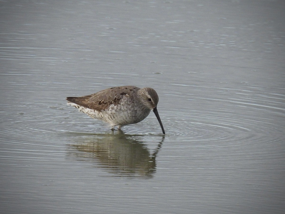 Stilt Sandpiper - ML642109819