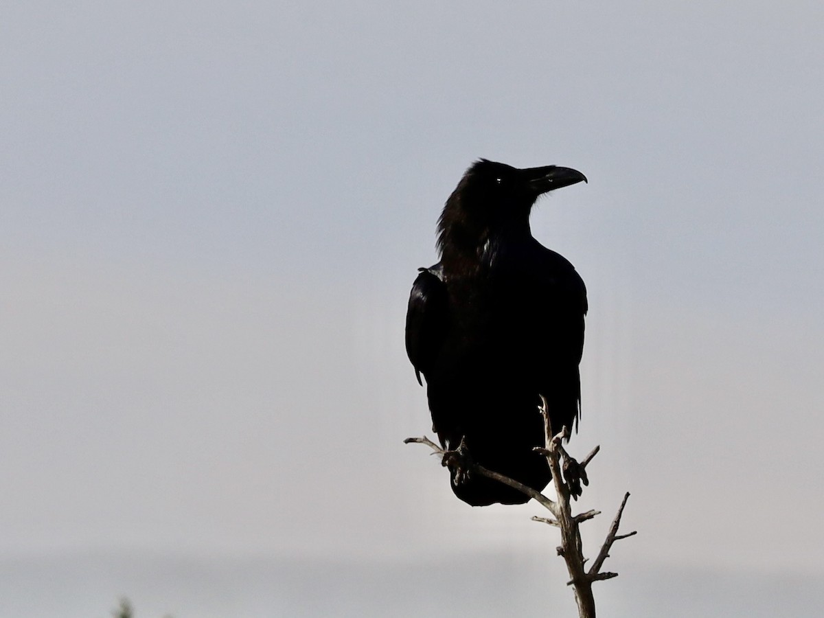 Common Raven - ML642109829