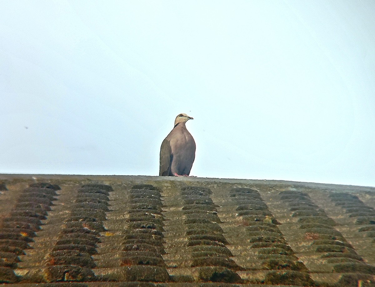 Red-eyed Dove - ML642109842