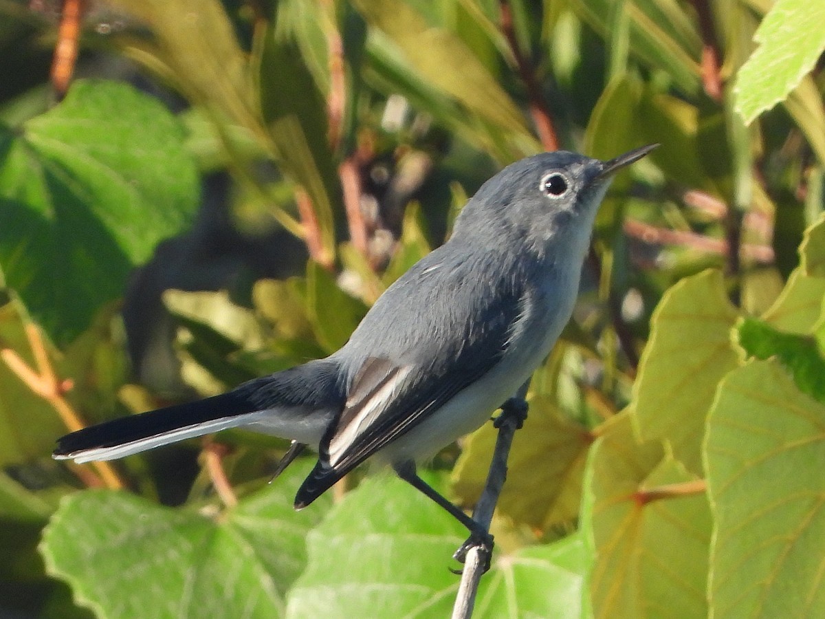 Blue-gray Gnatcatcher - ML642109848