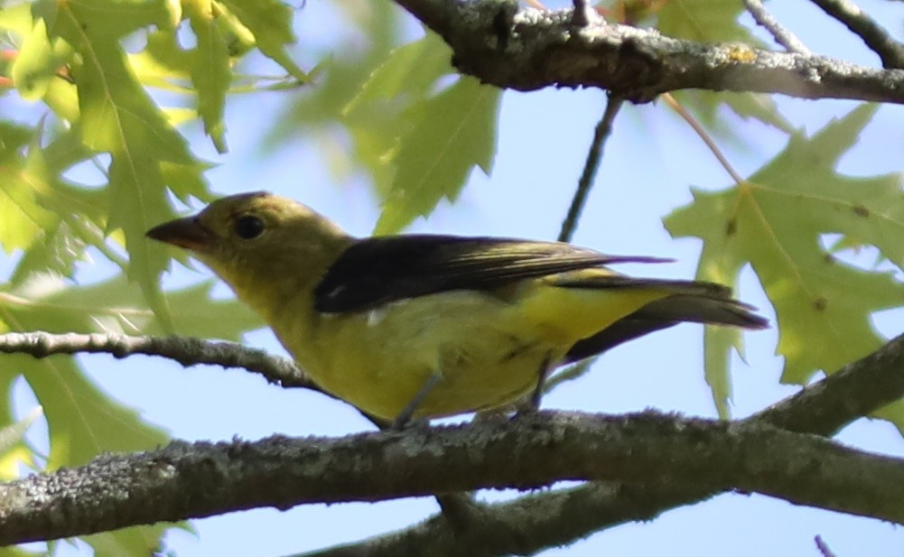 Scarlet Tanager - ML642109894