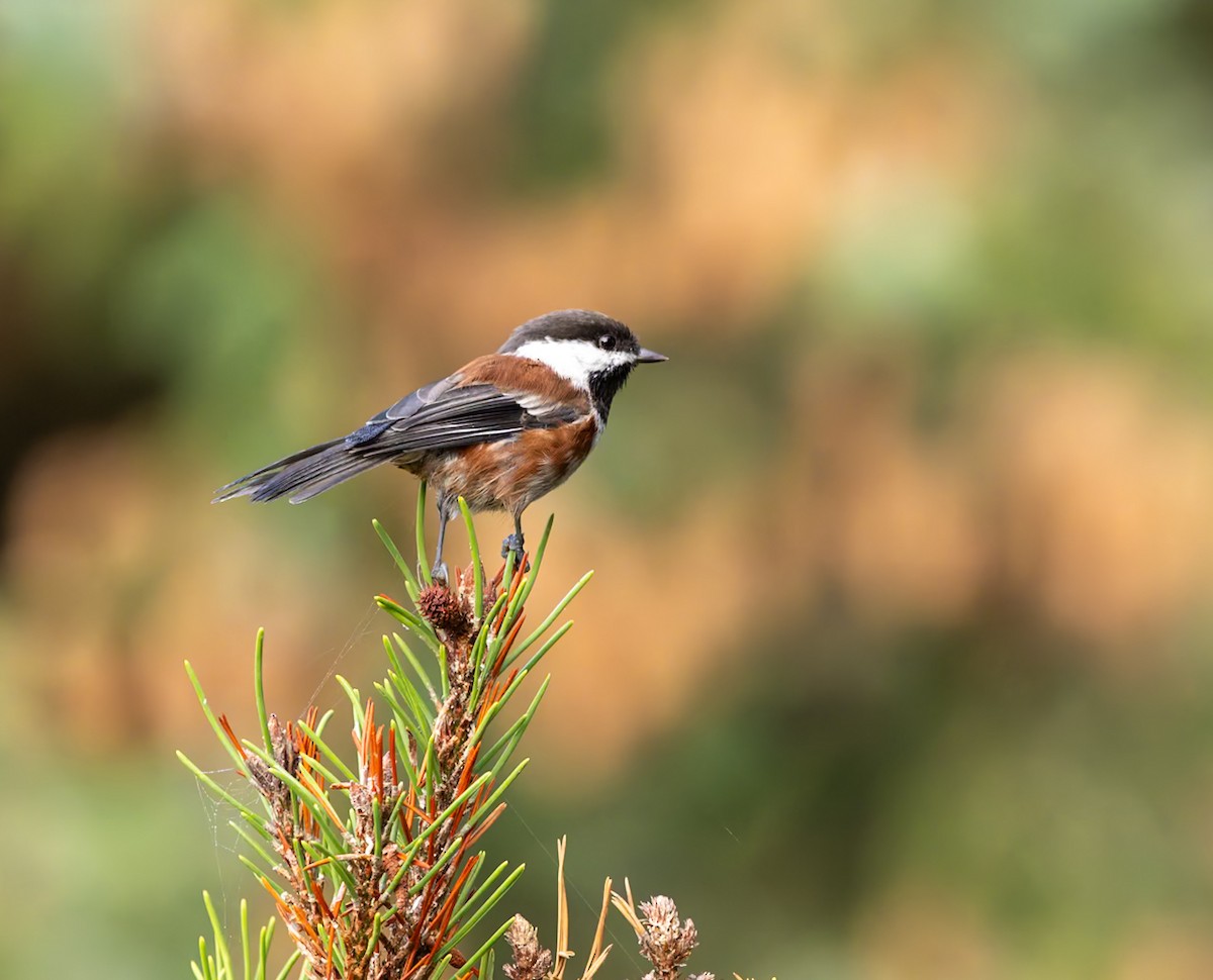 Chestnut-backed Chickadee - ML642109910