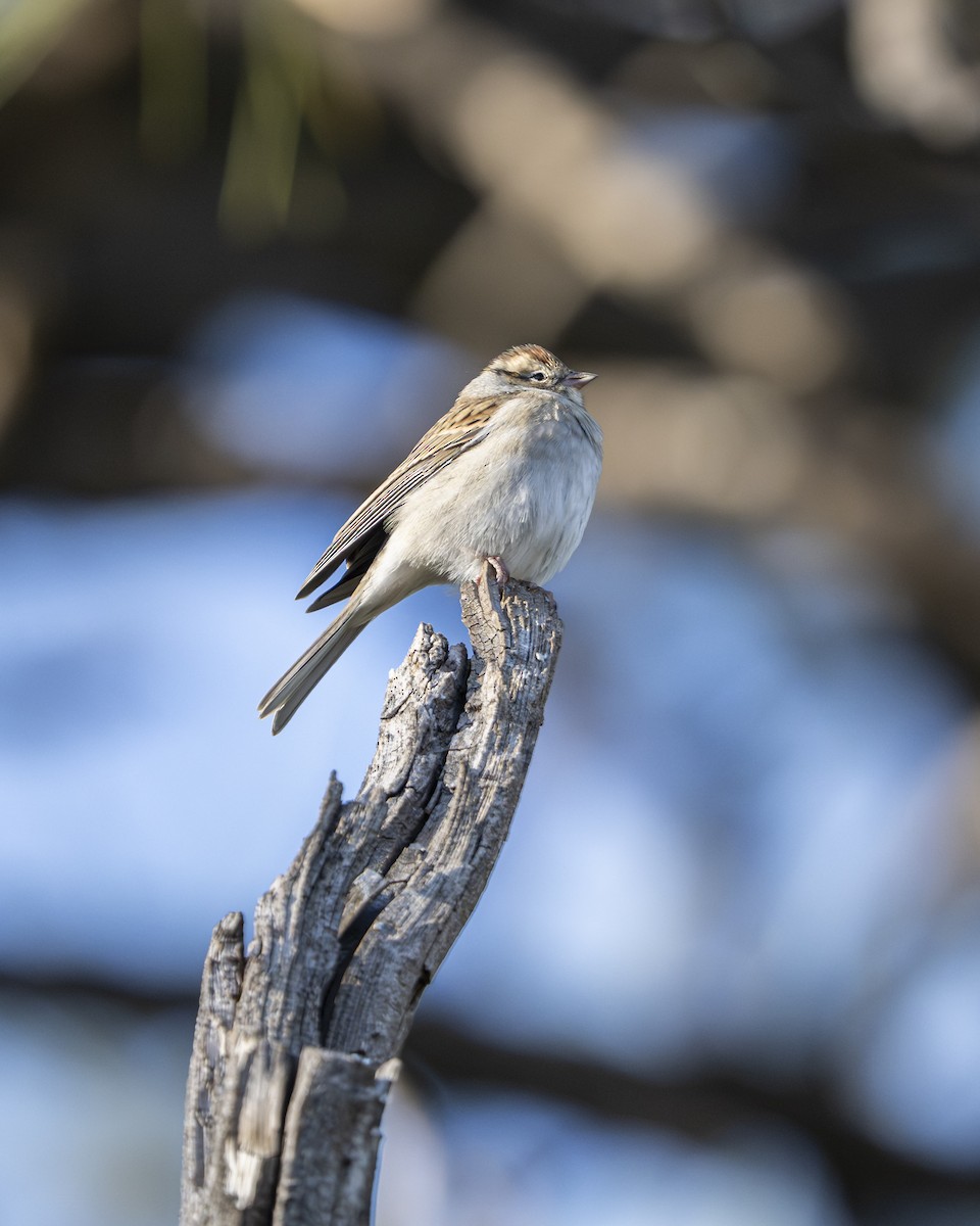 Chipping Sparrow - ML642109917