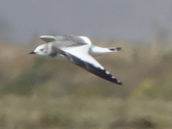 Sabine's Gull - ML642109918