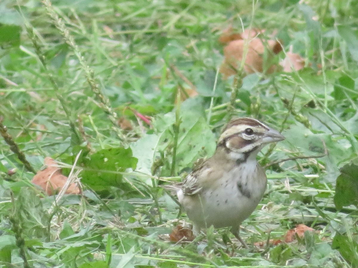 Lark Sparrow - ML642109922