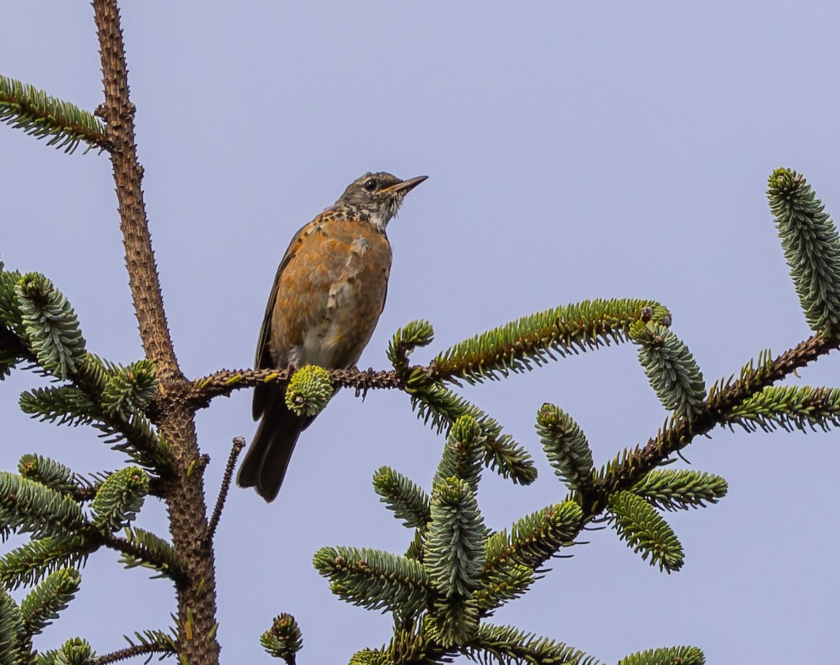 American Robin - ML642109934