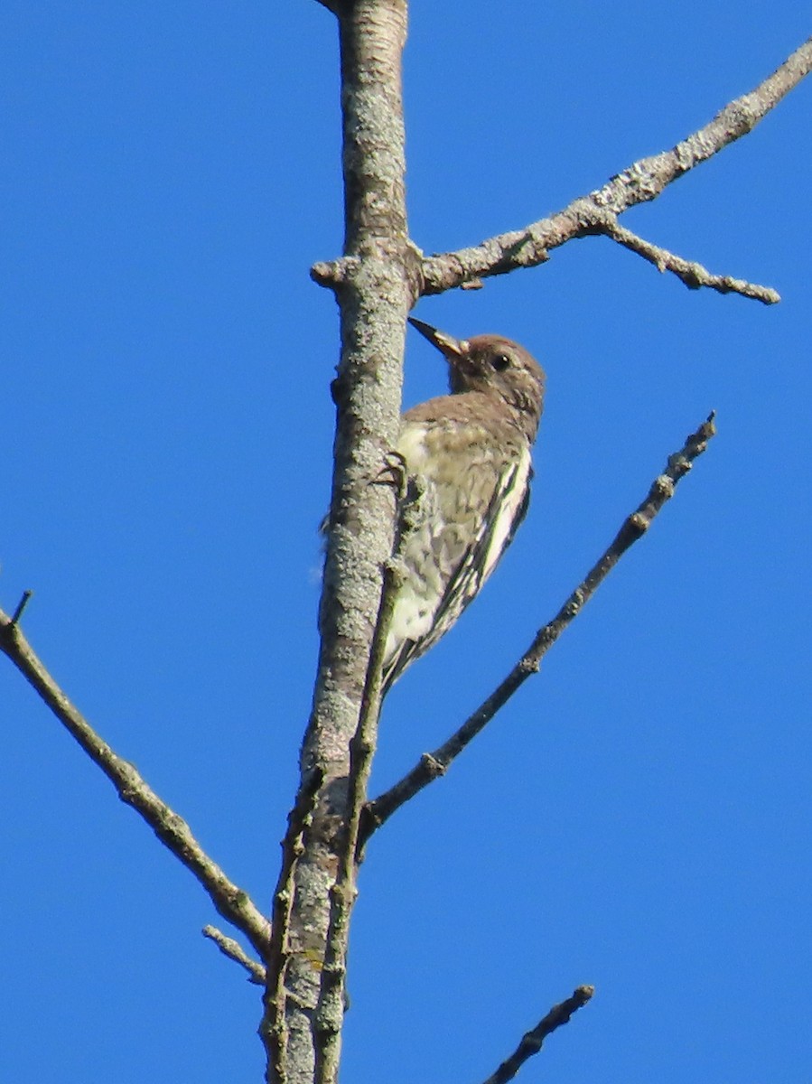 Yellow-bellied Sapsucker - ML642109936