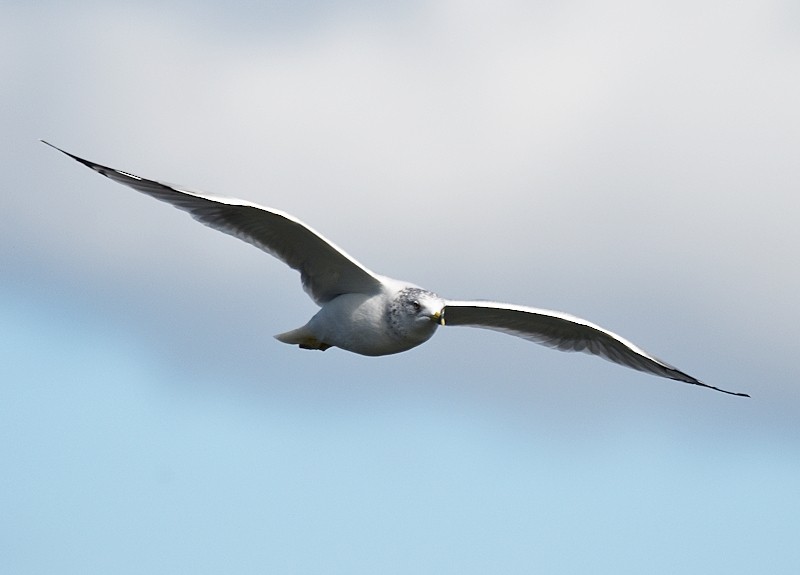 Ring-billed Gull - ML642109943