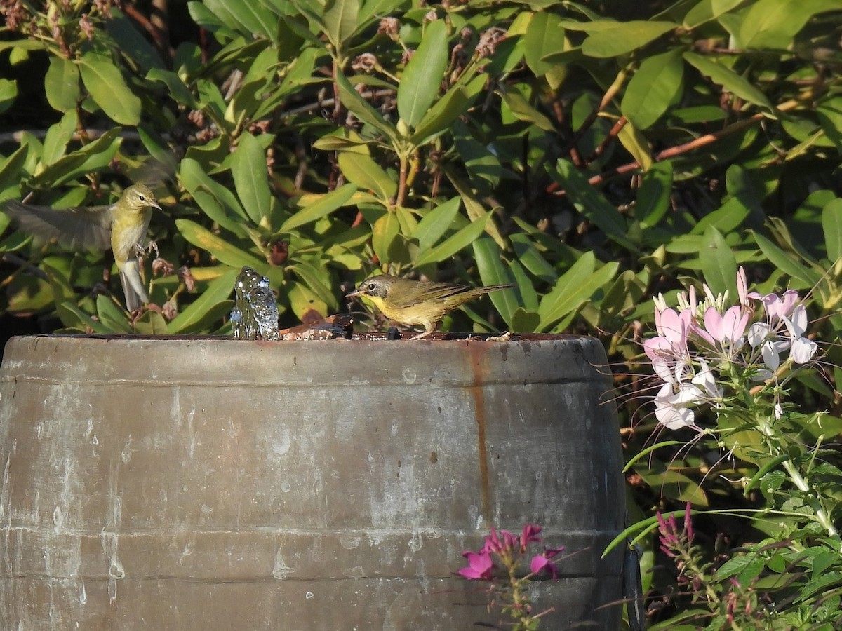 Common Yellowthroat - ML642109944