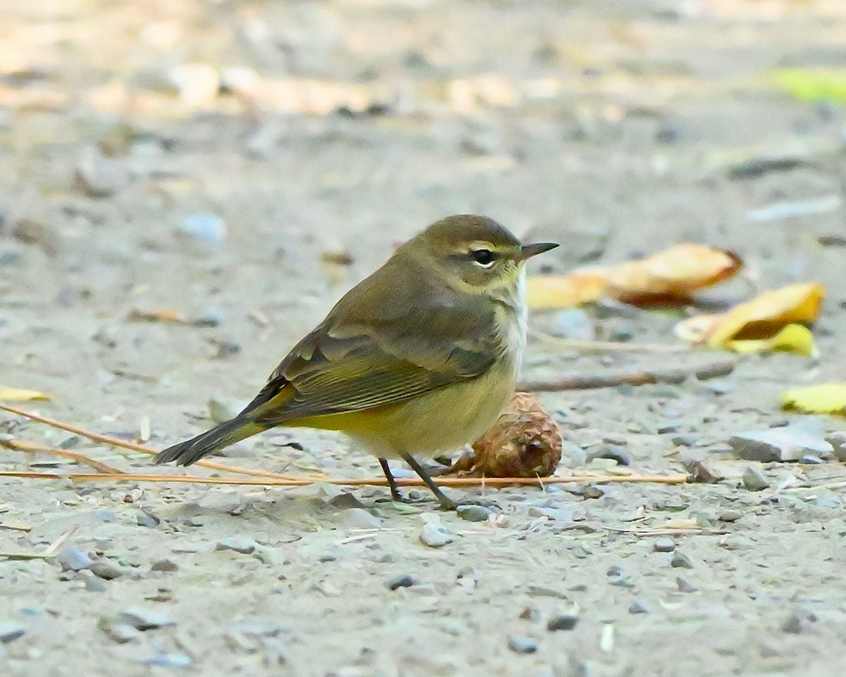 Palm Warbler - ML642109945