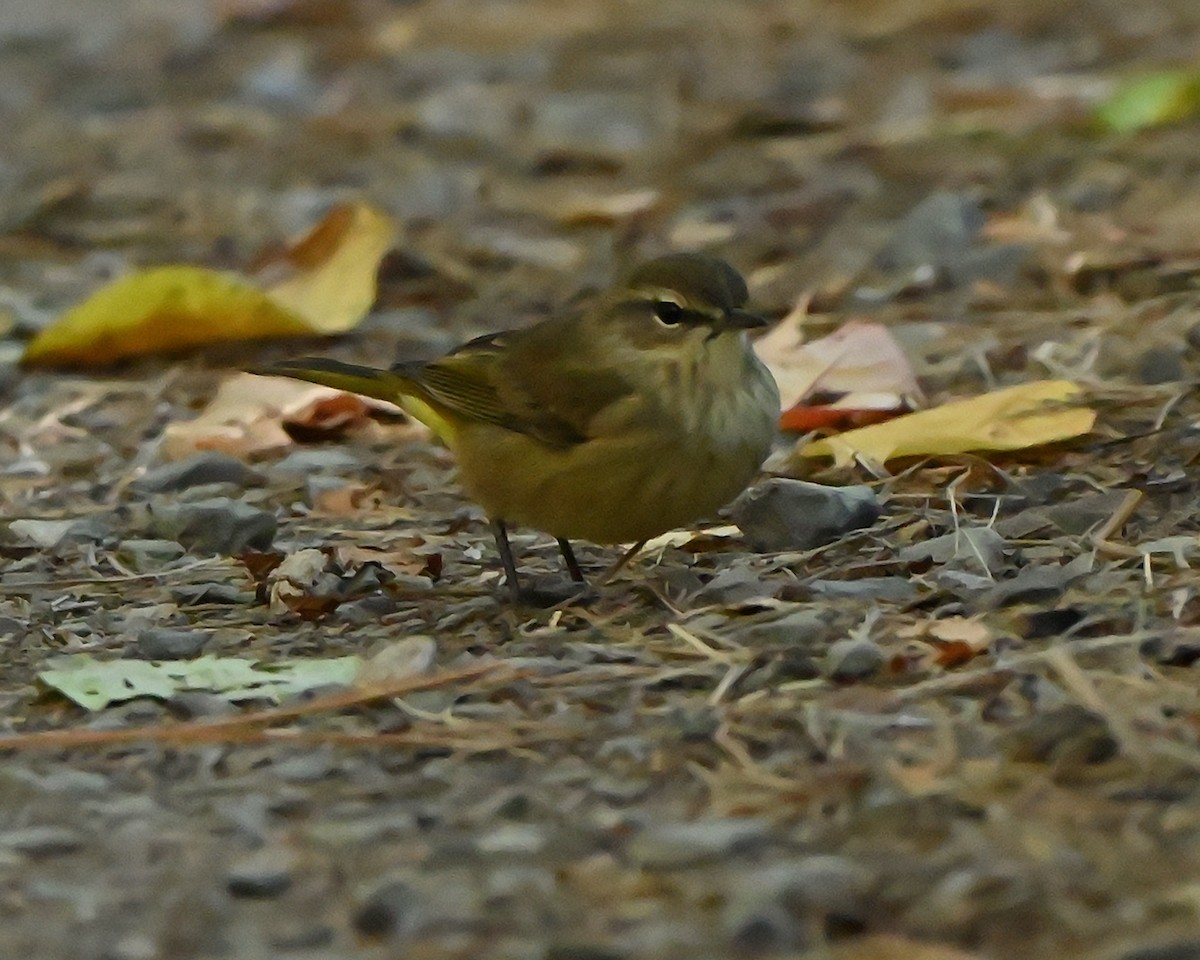 Palm Warbler - ML642109946